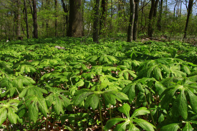 Podophyllum peltatum- Mayapple