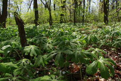 Podophyllum peltatum- Mayapple