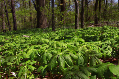 Podophyllum peltatum- Mayapple