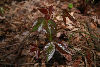 Toxicodendron radicans- Poison Ivy