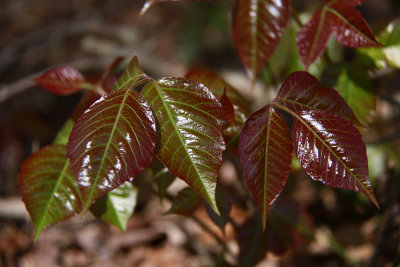 Toxicodendron radicans- Poison Ivy