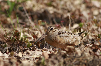 American Woodcock