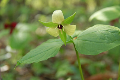 Trillium erectum- Red Trillium
