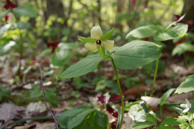 Trillium erectum- Red Trillium