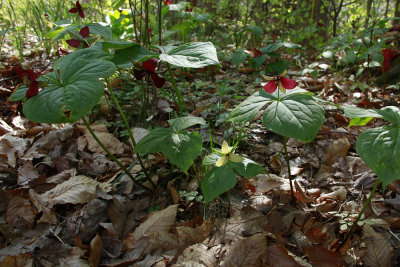 Trillium erectum- Red Trillium