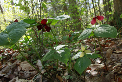 Trillium erectum- Red Trillium