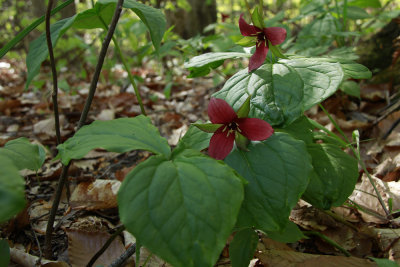 Trillium erectum- Red Trillium