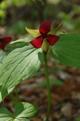 Trillium erectum- Red Trillium