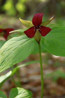 Trillium erectum- Red Trillium
