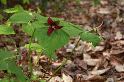Trillium erectum- Red Trillium