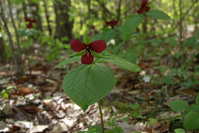 Trillium erectum- Red Trillium