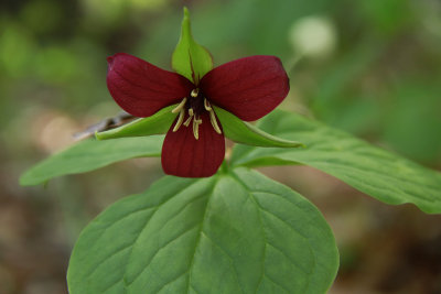 Trillium erectum- Red Trillium