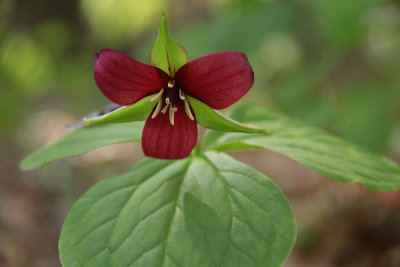Trillium erectum- Red Trillium