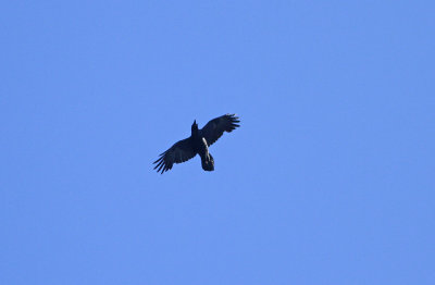 Common Raven