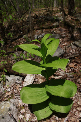 Veratrum viride- False Hellebore