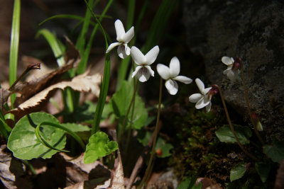 _MG_0888.jpg
