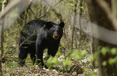 Black Bear