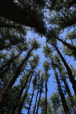 Pinus strobus- White Pine