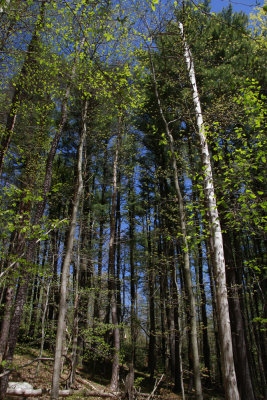 _MG_0950.jpg