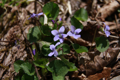 Viola conspersa- Dog Violet
