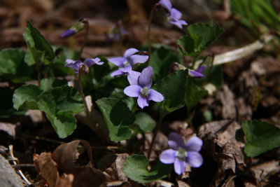 Viola conspersa- Dog Violet