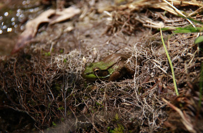 Green Frog