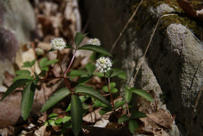 Panax trifolius- Dwarf Ginseng