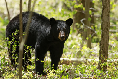 Black Bear