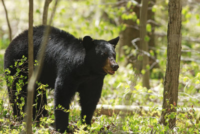 Black Bear