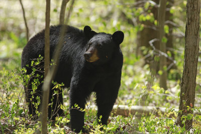 Black Bear
