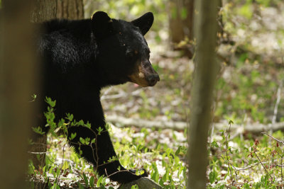 Black Bear