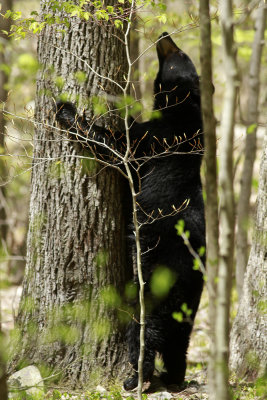 Black Bear