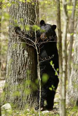 Black Bear