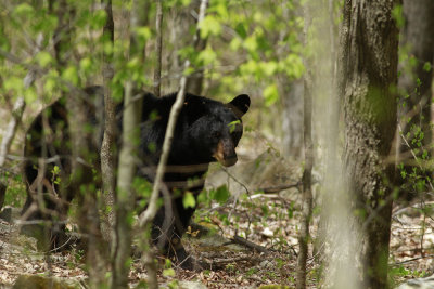 Black Bear