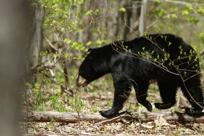 Black Bear