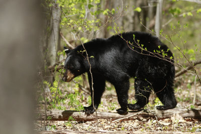 Black Bear
