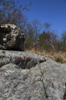 Corydalis sempervirens- Rock Harlequin (Pale Corydalis)