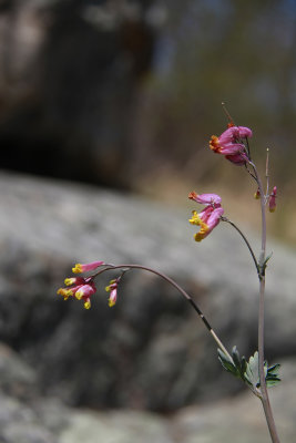 Corydalis sempervirens- Rock Harlequin (Pale Corydalis)