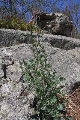 Corydalis sempervirens- Rock Harlequin (Pale Corydalis)