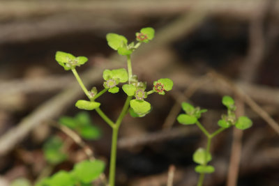 Chrysosplenium americanum- Golden Saxifrage