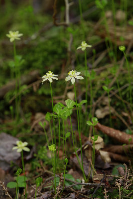 Coptis trifolia- Goldthread