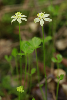 Coptis trifolia- Goldthread