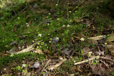 Coptis trifolia- Goldthread