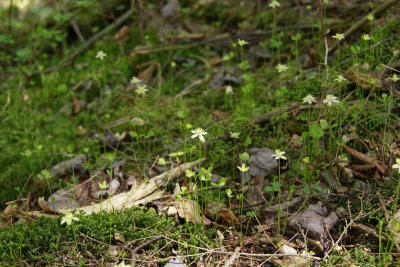 Coptis trifolia- Goldthread