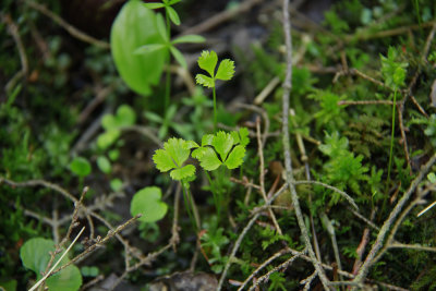 Coptis trifolia- Goldthread