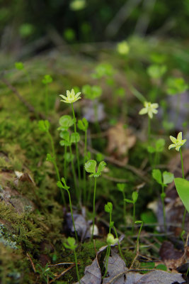 Coptis trifolia- Goldthread