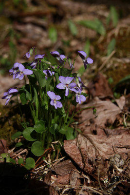 Viola conspersa- Dog Violet