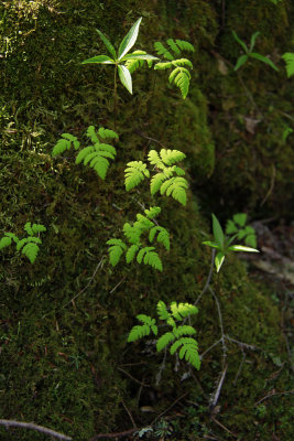 Gymnocarpium dryopteris- Oak Fern