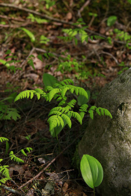 Gymnocarpium dryopteris- Oak Fern