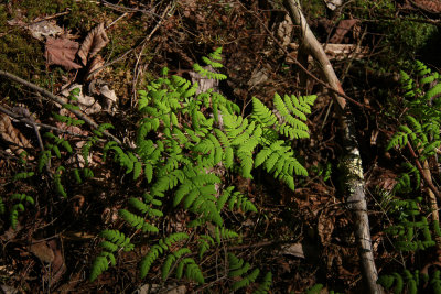 Gymnocarpium dryopteris- Oak Fern